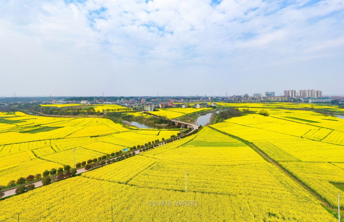 福星村2026年油菜花 (0+1)