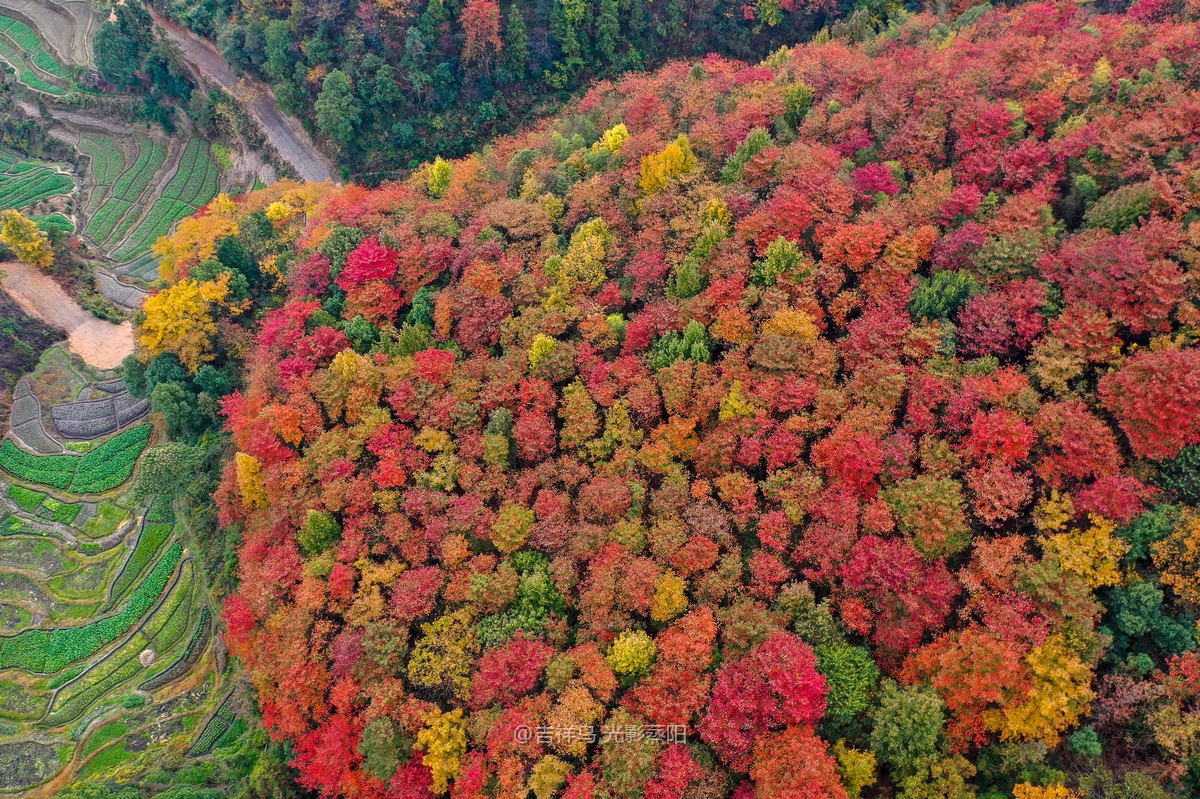 岘山晓晖岭红叶 (1+1)