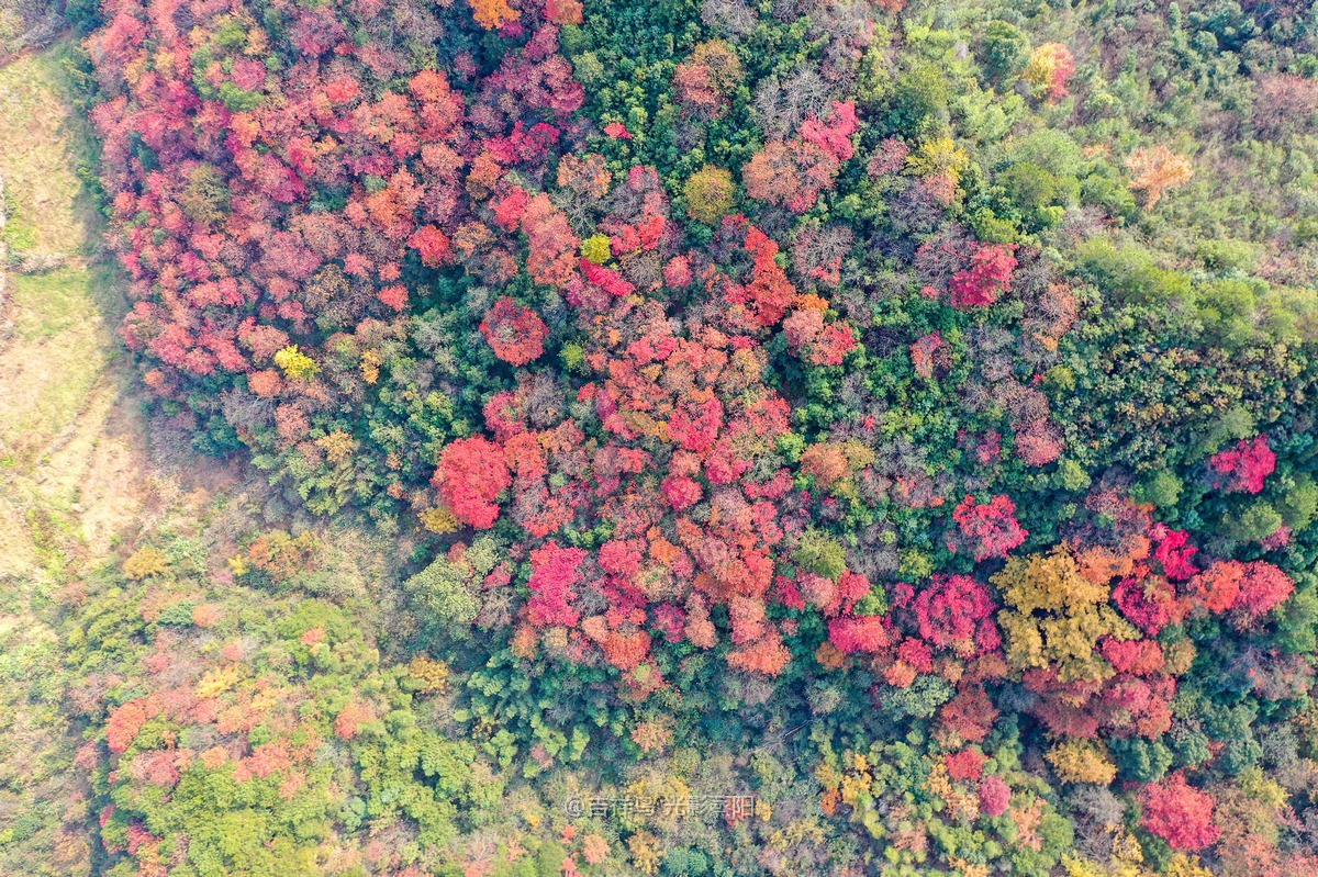 岘山晓晖岭红叶 (7+1)
