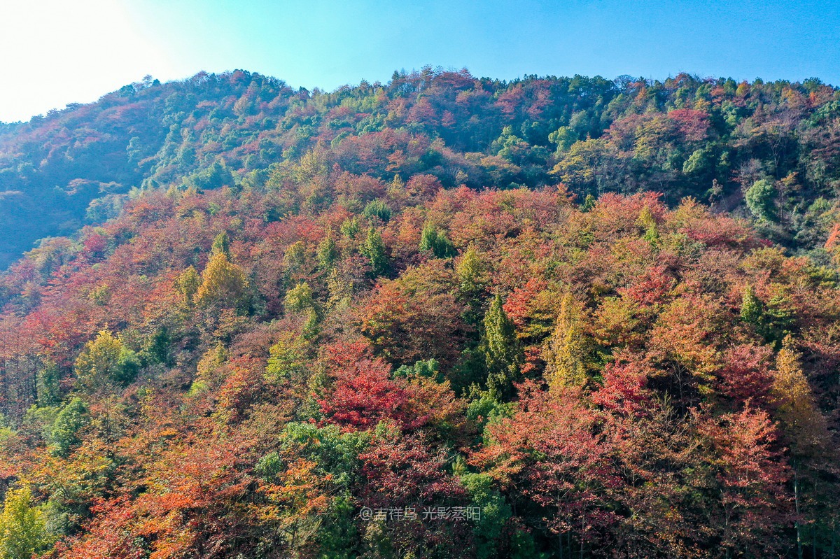 岘山晓晖岭红叶 (8+1)