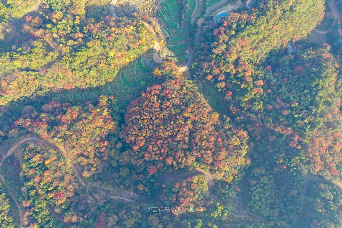 岘山晓晖岭红叶 (9+1)