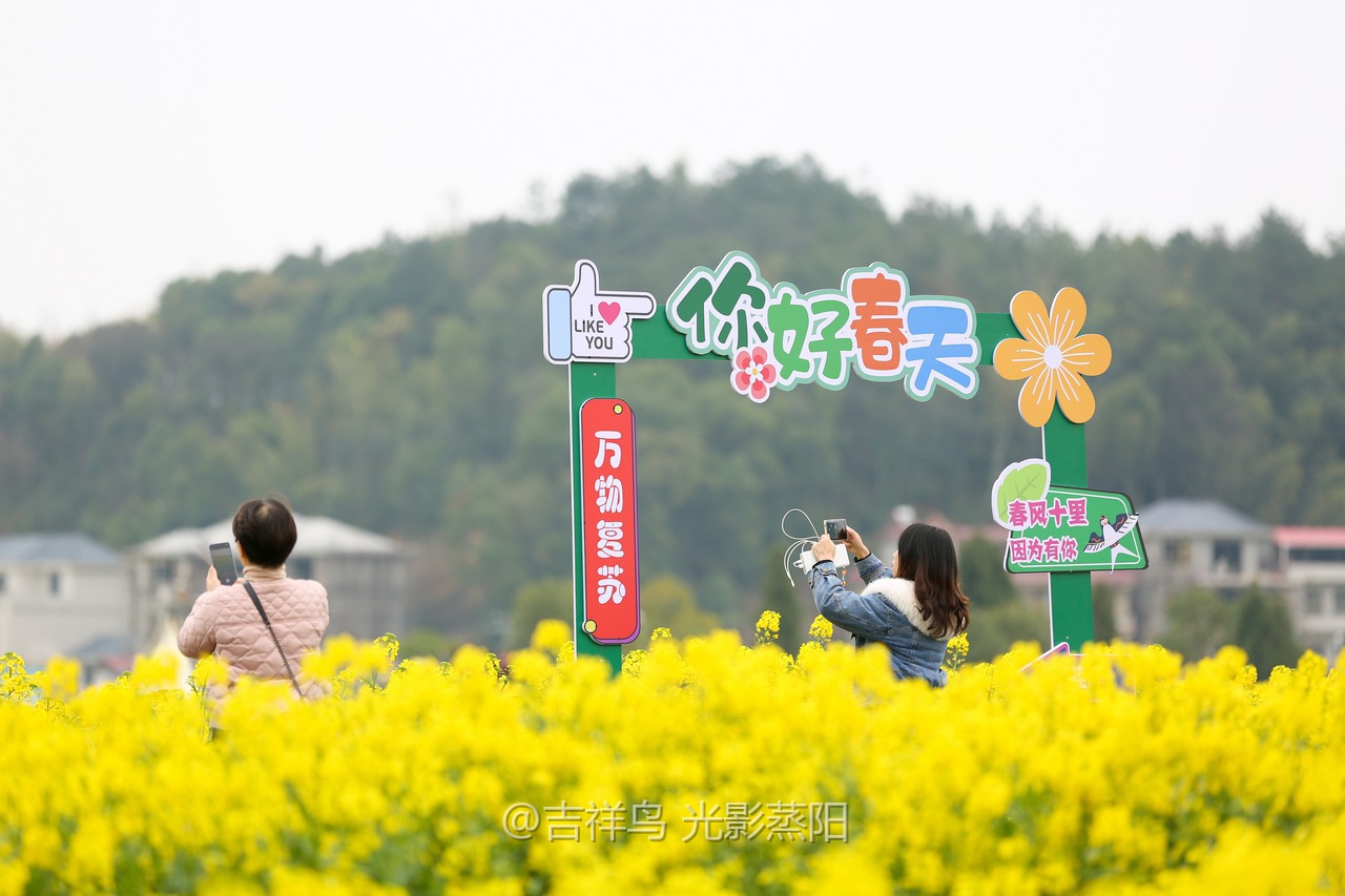 库宗桥华山村油菜花海 (1+1)