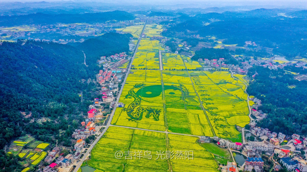 库宗桥华山村油菜花海 (12+1)