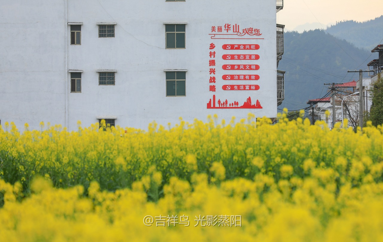 库宗桥华山村油菜花海 (2+1)
