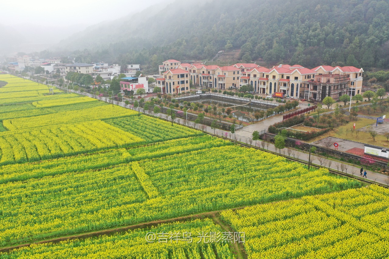 库宗桥华山村油菜花海 (1+1)