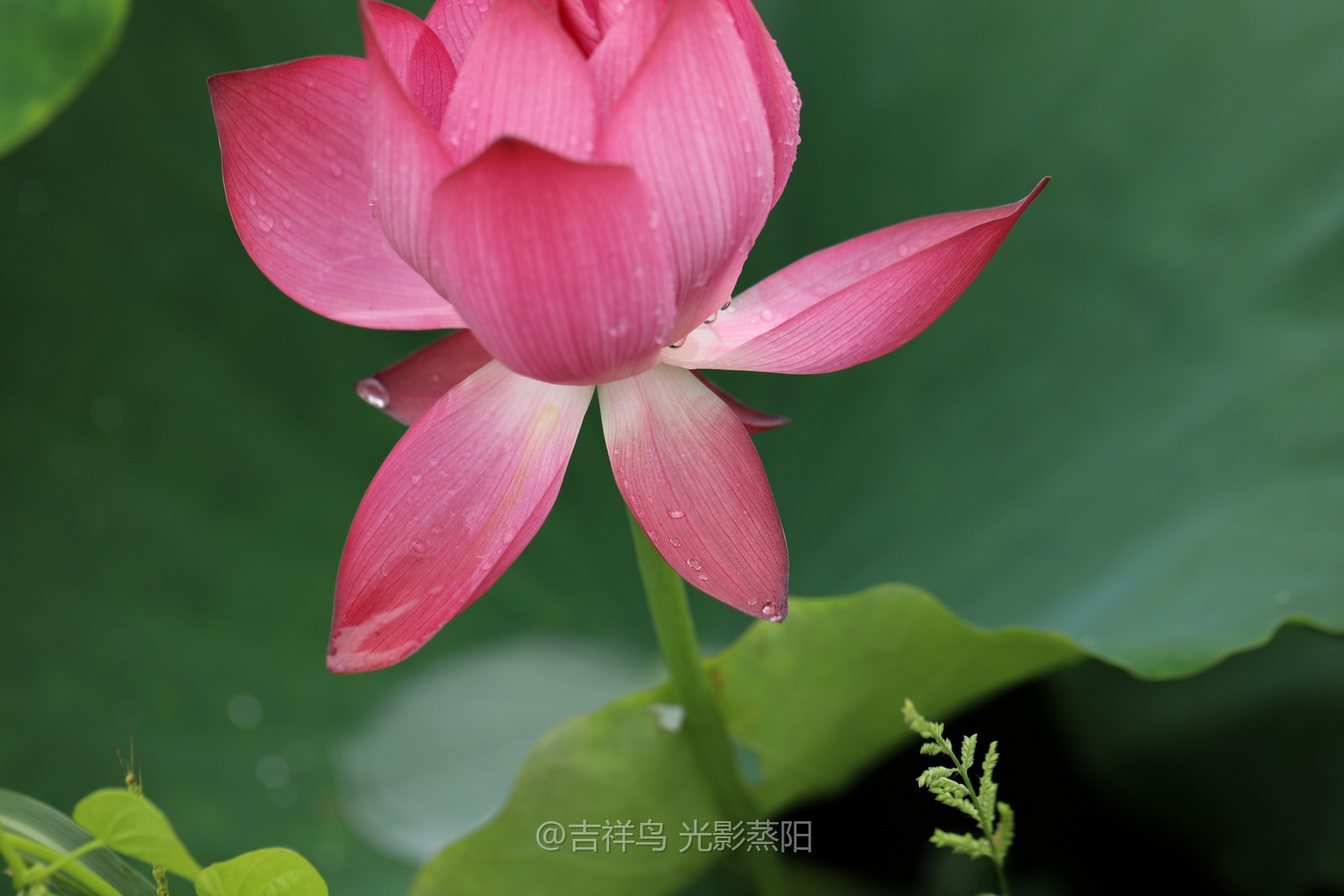 台源荷花 (1+1)