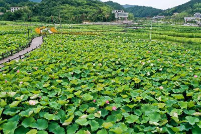 湘西草堂 (1+1)