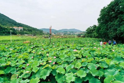 湘西草堂 (2+1)
