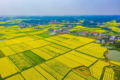 福星村2026年油菜花 (2+1)