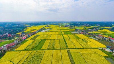 福星村2026年油菜花 (1+1)