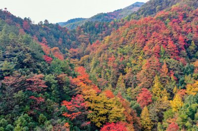 岘山晓晖岭红叶 (4+1)