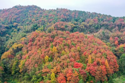 岘山晓晖岭红叶 (3+1)