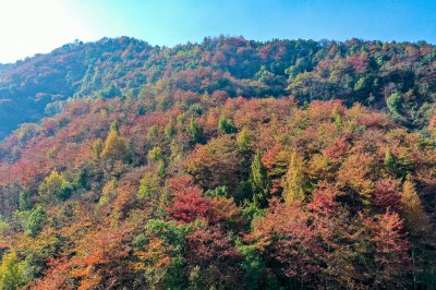 岘山晓晖岭红叶 (8+1)