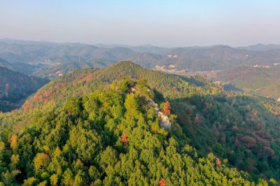 紫云峰古银杏 (2+1)