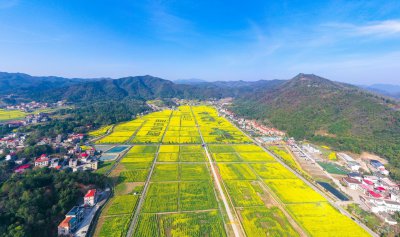 库宗桥华山村油菜花海 (5+1)