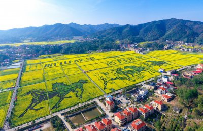 库宗桥华山村油菜花海 (3+1)