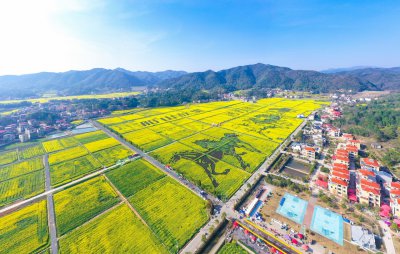 库宗桥华山村油菜花海 (7+1)