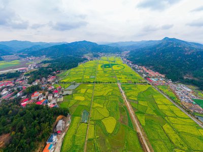 库宗桥华山村油菜花海 (8+1)