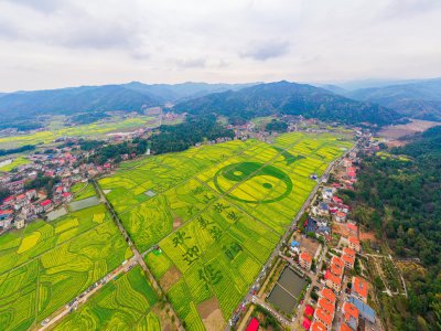 库宗桥华山村油菜花海 (10+1)