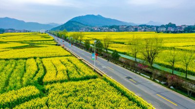 库宗桥华山村油菜花海 (13+1)