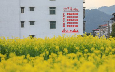 库宗桥华山村油菜花海 (2+1)