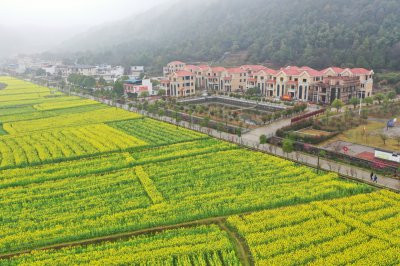 库宗桥华山村油菜花海 (1+1)