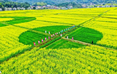 库宗桥华山村油菜花海 (4+1)