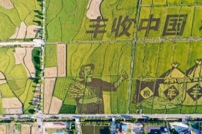 丰收节 (5+1)
