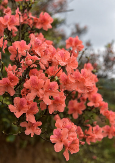 天柱峰 (0+1)