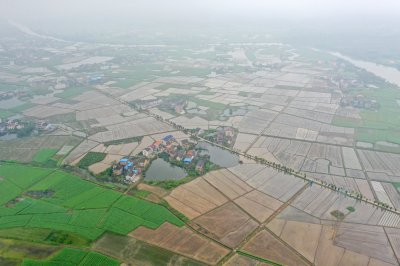 台九村及稻子 (4+1)