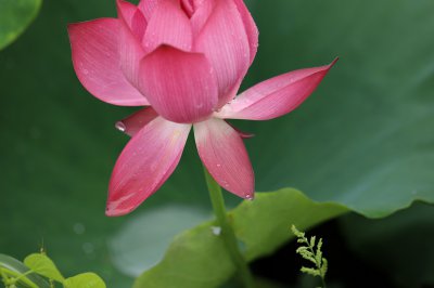 台源荷花 (1+1)