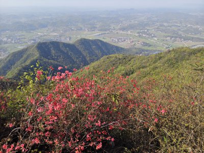 石荷岭映山红