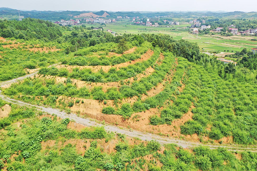 大安乡：邹岗山上去探秘，荸荠油茶名自远 (6+1)