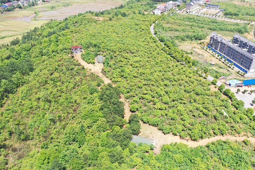 岣嵝乡：红色沃土，绝伦岣嵝 (4+1)