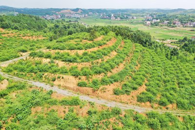 大安乡：邹岗山上去探秘，荸荠油茶名自远 (6+1)