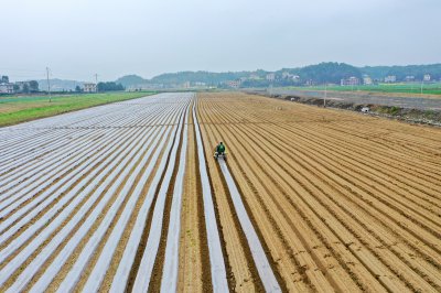 2020年3月5日，湖南省衡阳市衡阳县关市镇有机蔬菜基地村民在给新种下的蔬菜覆膜。 (0+1)