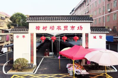 醉美樟树 (1+1)