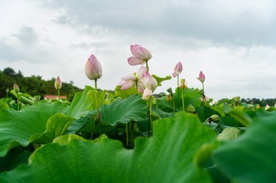 荷花绽放 (2+1)