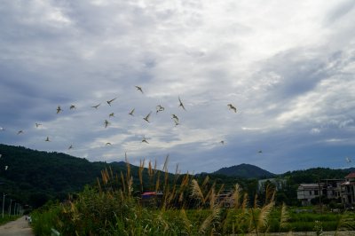 白鹭伴耕 (2+1)