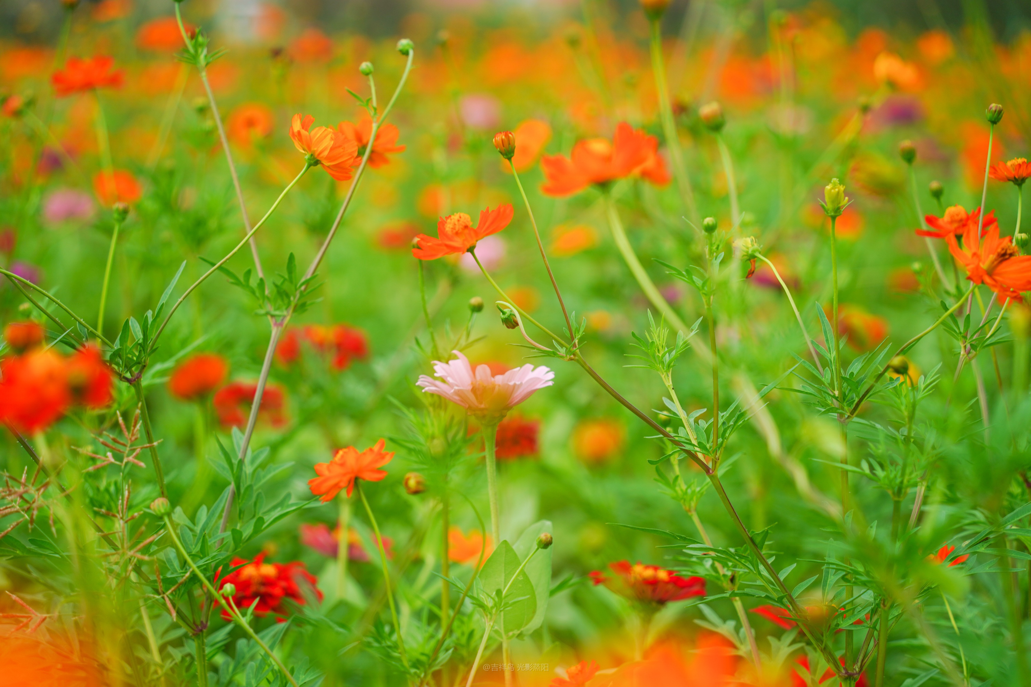 梅花村格桑花 (3)