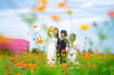 梅花村格桑花 (2)