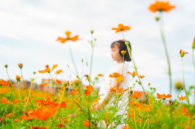 梅花村格桑花 (2)