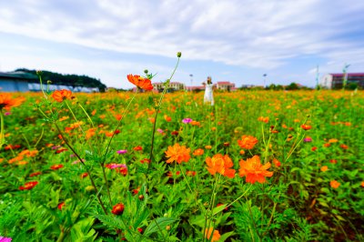 梅花村格桑花 (1)