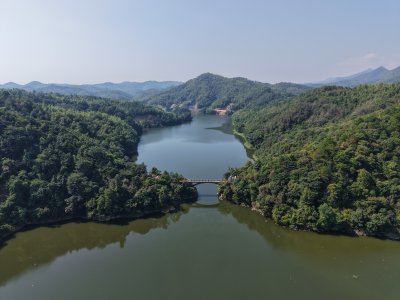 二牛相斗 (1)