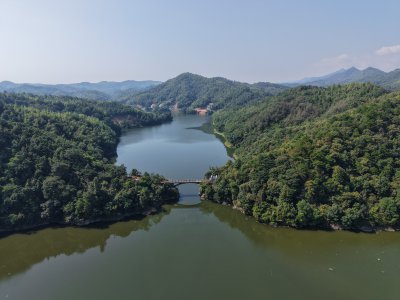 二牛相斗 (3)